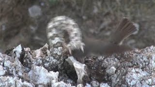 Iranian spidertailed viper tricks bird [upl. by Alet]