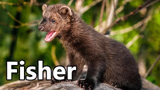 Fisher Fisher Cat 🦫 Interesting Facts [upl. by Nuawaj]