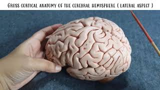 SYNAPSE 101 2 of 4 Gross cortical anatomy of the cerebral hemispherelateral aspect PARIETAL LOBE [upl. by Lacram681]