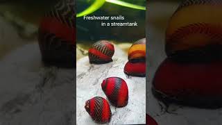 Red Racer Nerite Snail Vittina waigiensis shorts [upl. by Ahsim]