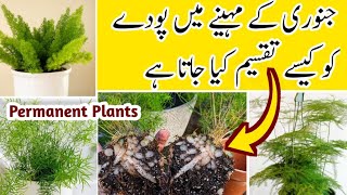 How To Grow Plants From Cutting In JanuarySedum Plant Grow In WinterGrow Plants In Winter [upl. by Enymsaj]