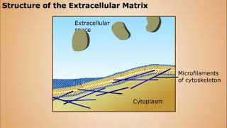 Functions of Extracellular Matrix [upl. by Adlesirhc]