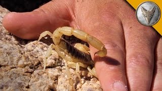 Stung by a Scorpion  with Sting Closeup [upl. by Terbecki]