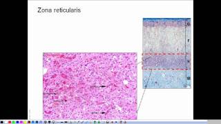 Morphology of the adrenal gland  presentation [upl. by Ulda]