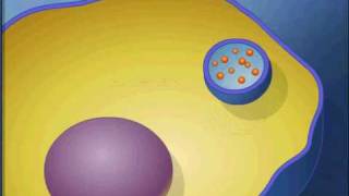 exocytosis animationavi [upl. by Allina]