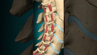 Lateral posterior cervical intertransversarii action Vertebral column Lateral flexion anatomy [upl. by Aloysia619]