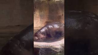 Cute Pygmy Hippo 🦛🥹 [upl. by Mile388]