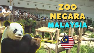 Zoo Negara Malaysia  Pandas [upl. by Nash]