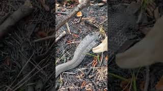 Eastern Hognose Snake [upl. by Anul887]