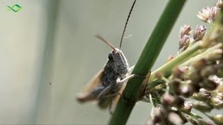 Oberflächenangeln auf Forelle  Tipp für den Forellensee [upl. by Leontina730]