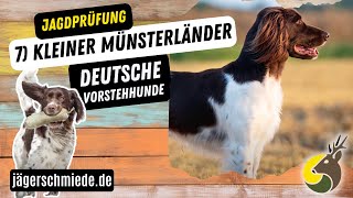 7 Kleiner Münsterländer Deutsche Vorstehhunde  💡 Wissen für deine Jagdprüfung [upl. by Heiskell632]