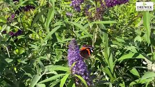 Buddleja davidii TRICOLOR [upl. by Hiller664]