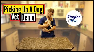 How To Pick Up And Carry Your Dog Like A Pro Vet Demo [upl. by Lemahs]