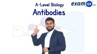 Antibodies  ALevel Biology [upl. by Nov901]