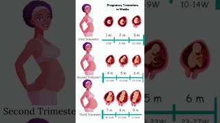 Pregnancy Trimesters in Weeks 😍🥰 embryo fetus share [upl. by Etteiram]