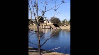 Vocalizations of a GreatTailed Grackle [upl. by Anoirb]