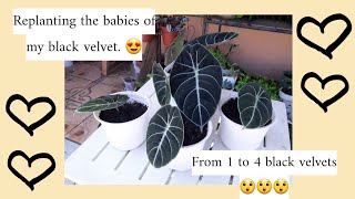 Black Velvet Alocasia Propagation [upl. by Hgieloj]