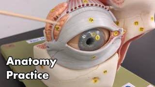 Eye Anatomy  Review and Quiz [upl. by Aserej100]