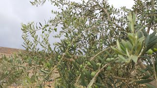 Arbequina Olive Tree from Flowering to Fruting l Budding Flowering Fruiting l Utopia Olive Orchard [upl. by Maxie]