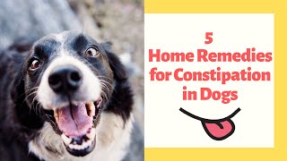 5 Home Remedies for Constipation in Dogs [upl. by Eojyllib555]