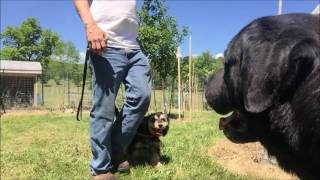 How to Socialize Dog Why Dog Parks cause Aggression [upl. by Aldon]