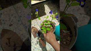 Welcoming torenia to home 🌿🪻vlog [upl. by Auguste]