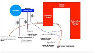 Coronary Circulation  Coronary Arteries amp Cardiac Veins [upl. by Ahsiekrats]