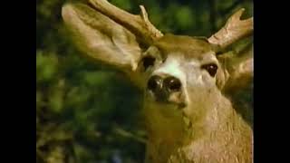 Marty Stouffer’s Wild America Great Escapes VHS Part 1 🐐🦌🐇 [upl. by Shriver]