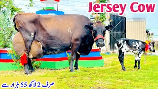 Biggest milking Cows  50  Milk Record Per Day  Top Class Cow For Sale In Pakistan  heavy weight [upl. by Euphemiah613]