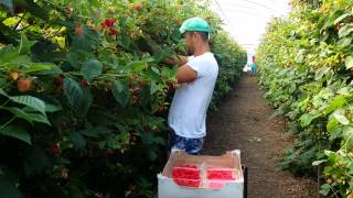 Fast way of Picking Raspberries [upl. by Athene]