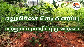 எலுமிச்சை சாகுபடி  Elumichai Maram Valarpu Tamil  Elumichai Sedi Valarpathu Eppadi  Lemon Tree [upl. by Nylek]