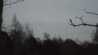 Starlings Fairburn Ings [upl. by Madelene]