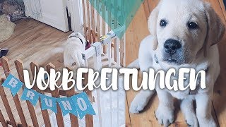 Labrador Retriever Welpe BRUNO zieht ein 🥰😍  Unsere VORBEREITUNGEN für unseren Labbi Welpen [upl. by Rubetta]