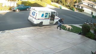 Our Mailwoman Loves Our Labrador Retriever Emmy And Gives Her a Treat Everyday [upl. by Cullie]