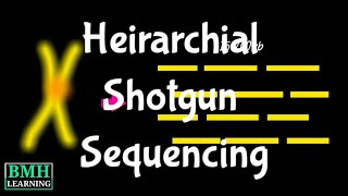 Heirarchial Shotgun Sequencing  Types Of Shotgun Sequencing  Whole Genome Shotgun Sequencing [upl. by Countess]