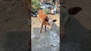 Cute cat vs cute cow shorts funny comedy cat [upl. by Sacram]