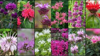 BEE BALM VARIETIES  Plants Weekly [upl. by Daune]