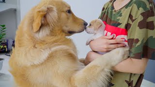 Golden Retriever Meets a Puppy for the First Time He’s Overjoyed to Welcome the New Puppy [upl. by Derfla]