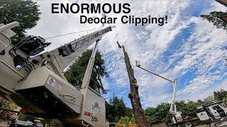 ENORMOUS Deodar Removal Clipping This Tree is Finally Defeated This Friday [upl. by Kerin]