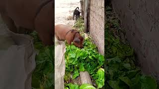 Chino comiendo lechuga romana para la dieta [upl. by Kcirre]