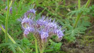 Phacelia tanacetifolia [upl. by Chapnick]