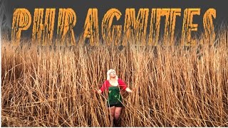 PHRAGMITES  An Ecological Enemy [upl. by Narhet]