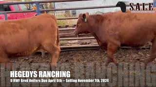 HEGEDYS RANCHING 9 RWF Bred Heifers Due April 5th [upl. by Tullus609]