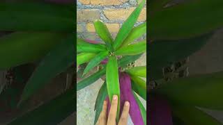 Rhoeo plant gardening shortvideo [upl. by Tirrej]