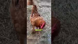 Day In The Life With Nugget TheUrbanRescueRanch [upl. by Curhan710]