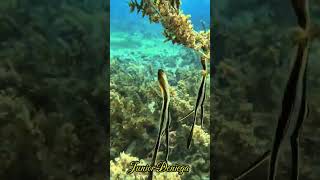 longfinbatfishplataxteiramoroniformesephippidaeactinopterygiivideographymoalboalcebu🇵🇭 [upl. by Irtak]