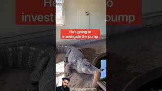 कितना समझदार मगरमच्छ है ।। crocodile animals amazingfacts alligator amazing [upl. by Oap876]