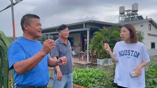 Dragon Fruit farm in Taiwan magandang set up [upl. by Enail212]