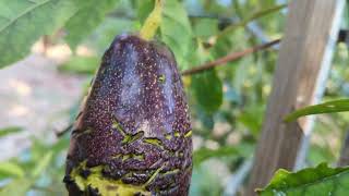 Top 3 Reasons To Topwork Your Avocado Tree 🥑Avocado Talk🥑 [upl. by Cadel]