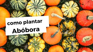 Como plantar abóbora do plantio a colheita passo a passo [upl. by Cornie136]